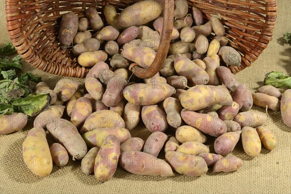 Potatoes