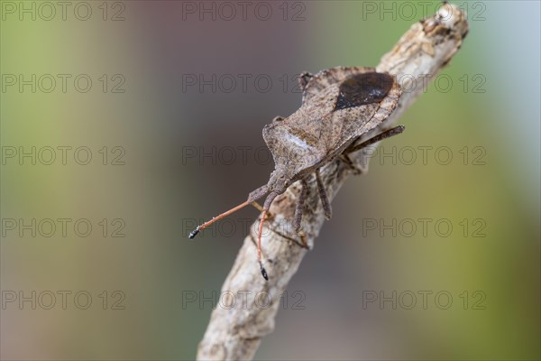 Dock bug
