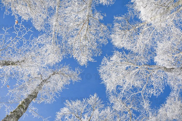 Tree tops of deep snow covered beech forest against blue sky in Neuchatel Jura