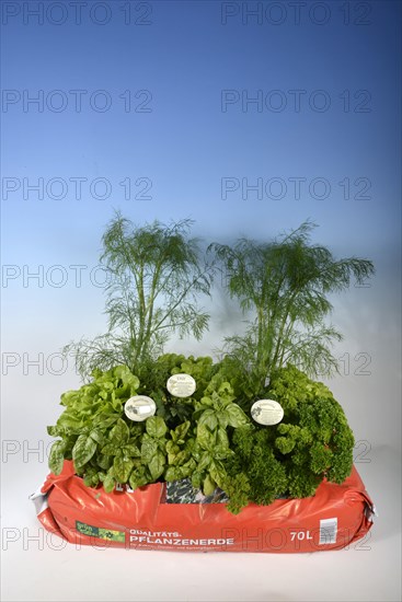Bag of garden soil with herbs and salad