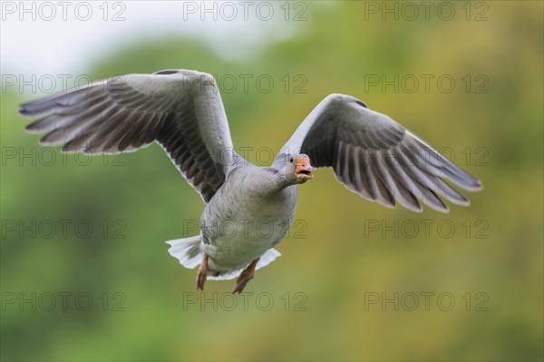 Greylag goose
