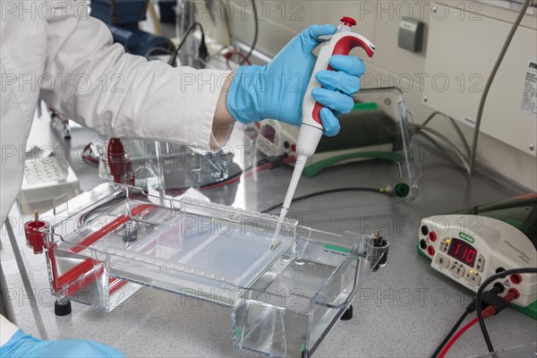 Scientist pipetting in the poison room or laboratory with ethidium bromide during a DNA gel electrophoresis for the detection of nucleic acids in the Faculty of Biology at the University of Duisburg-E...