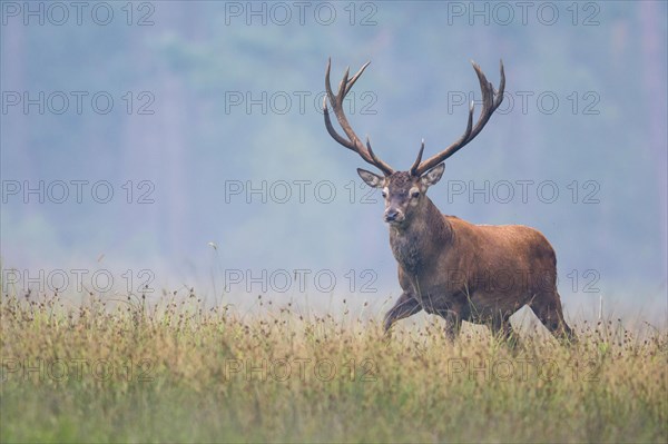 Red deer