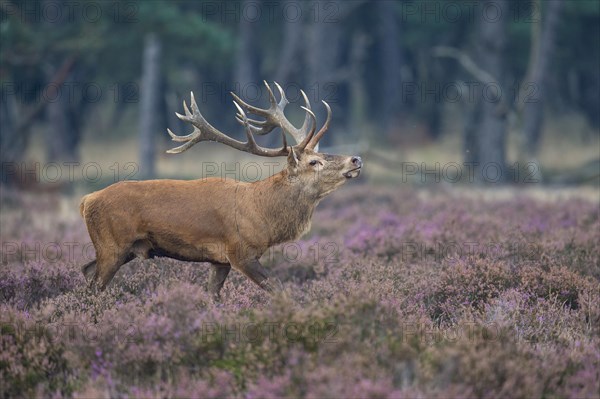 Red deer
