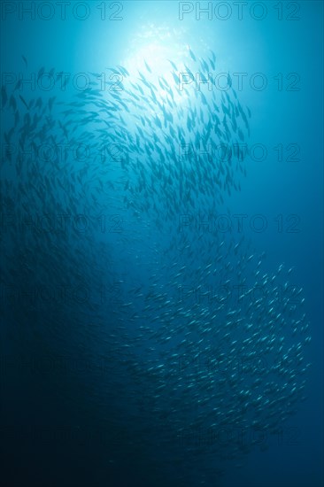 Shoal of Pacific bonito