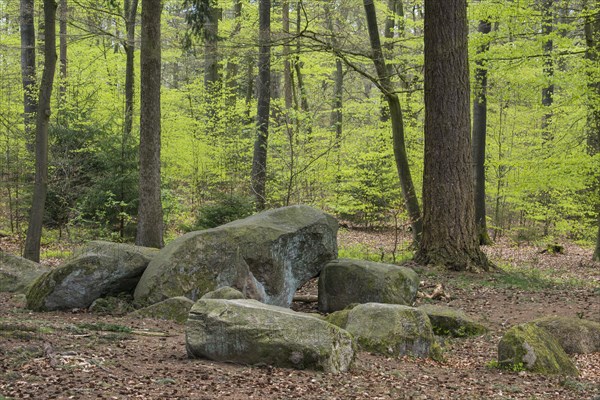 Beech forest