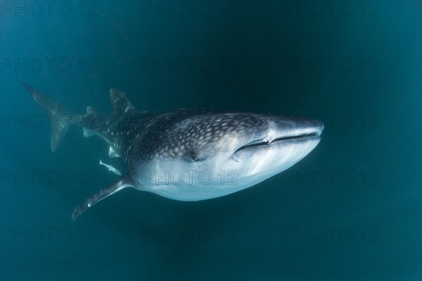 Whale shark