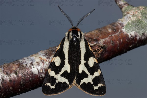 Wood Tiger