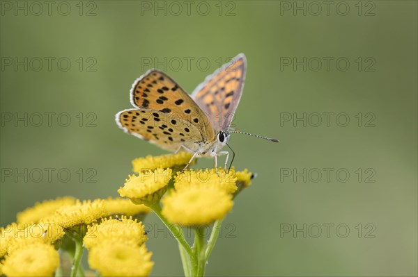 Sooty Copper