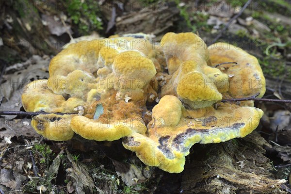 Velvet-top fungus