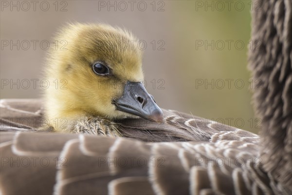 Greylag goose