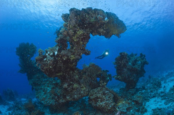 Diver and coral formation