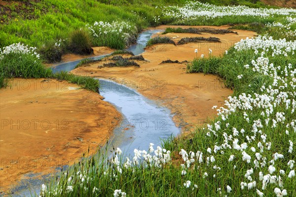 Cottongrass