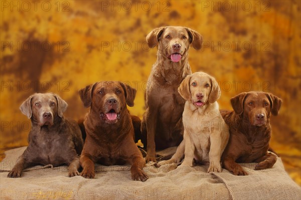 Chesapeake Bay Retriever