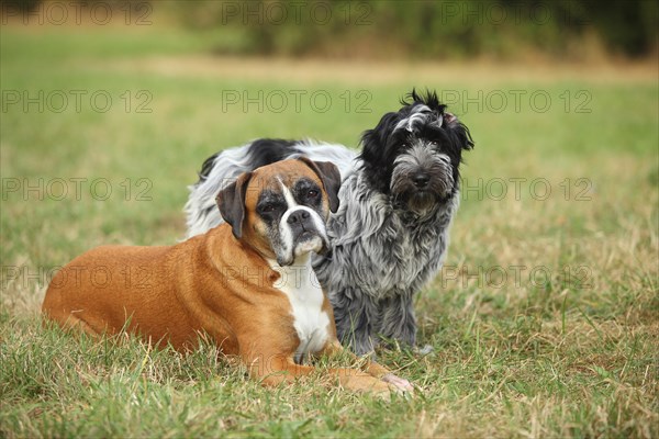 German Boxer and Schapendoes