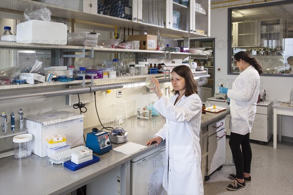 Scientist with a Petri dish containing a transformation of