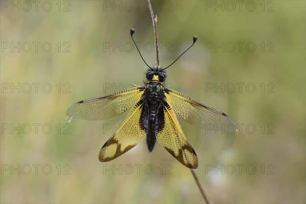 Cretan butterfly shad