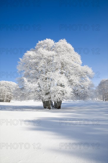 Huge beech tree covered with deep snow under blue sky in Neuchatel Jura