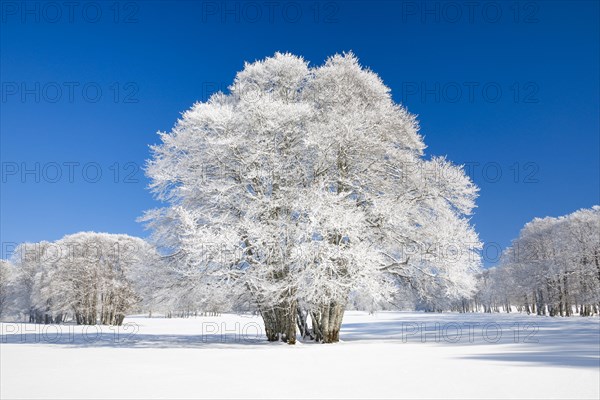 Large beech tree covered with deep snow under blue sky in Neuchatel Jura