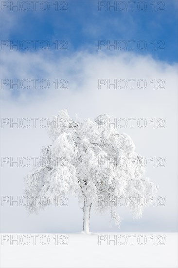 Deeply buried birch tree in Oberaegeri