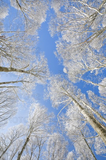 Tree tops of deep snow covered beech forest against blue sky in Neuchatel Jura