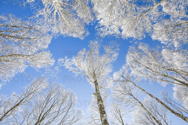 Tree tops of deep snow covered beech forest against blue sky in Neuchatel Jura