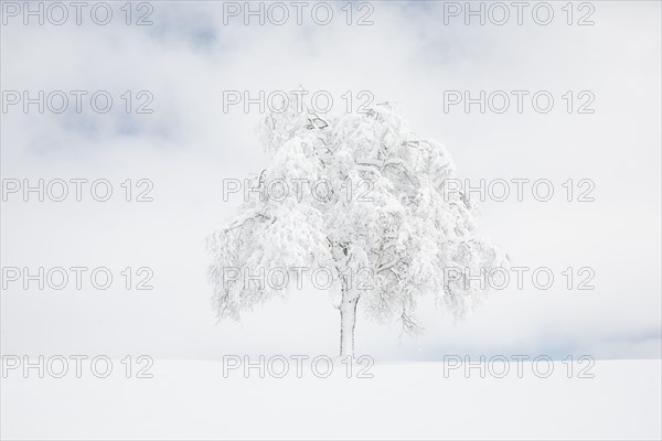 Deeply buried birch tree in Oberaegeri