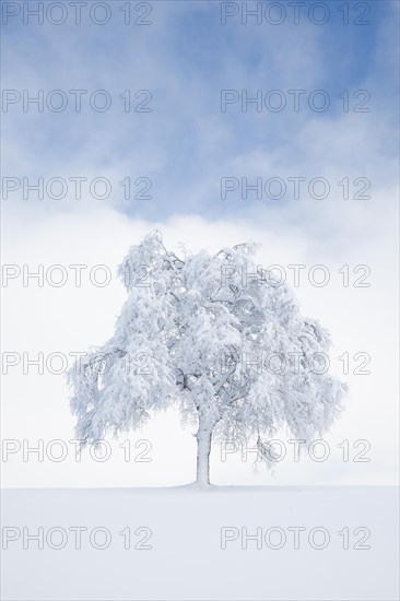Deeply buried birch tree in Oberaegeri