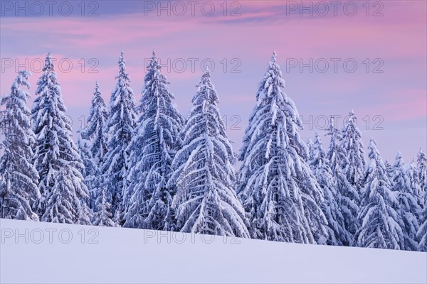 Snowy spruce forest at Ratenpass