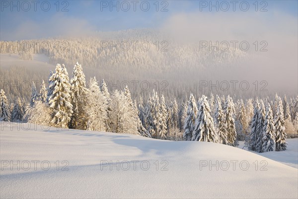 Snowy spruce forest at Ratenpass