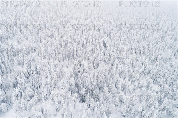 Drone shot of winter forest in fog