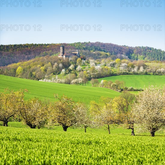 Landscape in spring with blossoming cherry trees