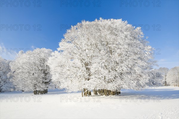 Large beech tree covered with deep snow under blue sky in Neuchatel Jura