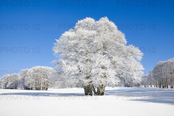 Large beech tree covered with deep snow under blue sky in Neuchatel Jura