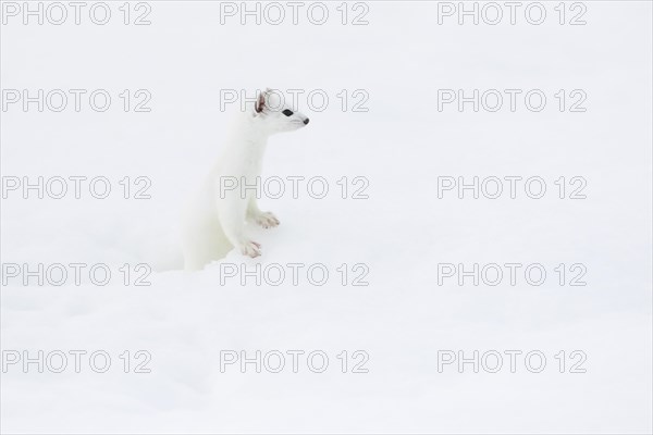 Stoat