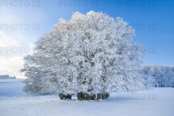 Huge beech tree covered with deep snow under blue sky in Neuchatel Jura