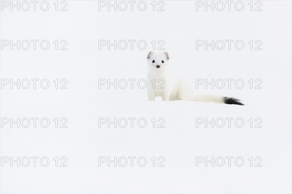 Stoat