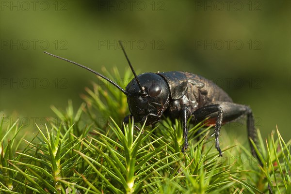Field cricket