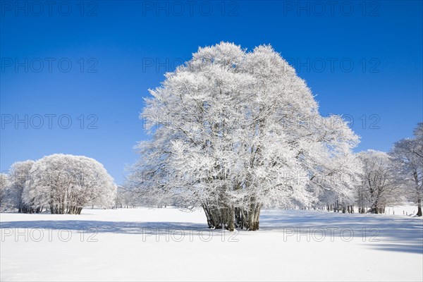 Large beech tree covered with deep snow under blue sky in Neuchatel Jura