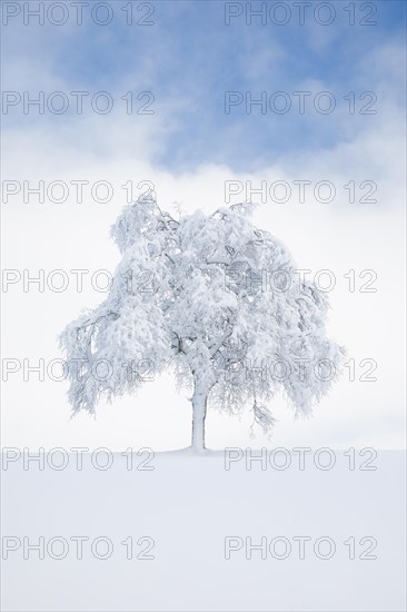 Deeply buried birch tree in Oberaegeri
