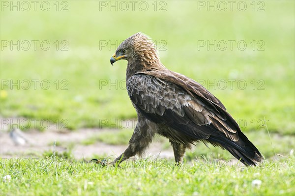 Lesser spotted eagle