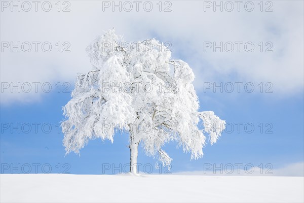 Deeply buried birch tree in Oberaegeri