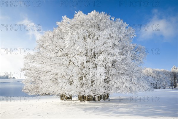 Huge beech tree covered with deep snow under blue sky in Neuchatel Jura