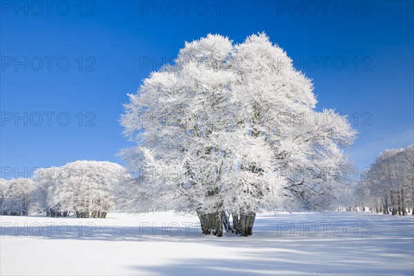 Huge beech tree covered with deep snow under blue sky in Neuchatel Jura