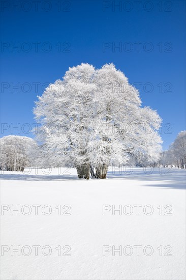 Large beech tree covered with deep snow under blue sky in Neuchatel Jura