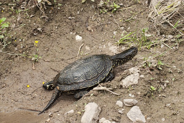 Bog turtle