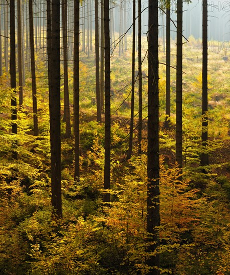 Spruce forest with incipient regeneration by beech in autumn