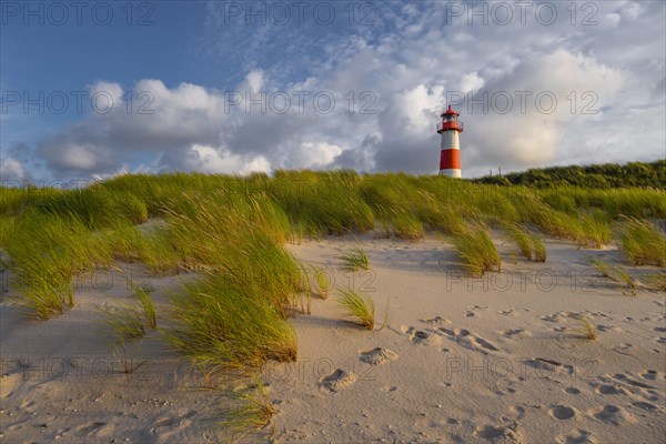 Evening light