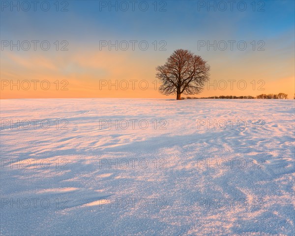 Solitary horse chestnut