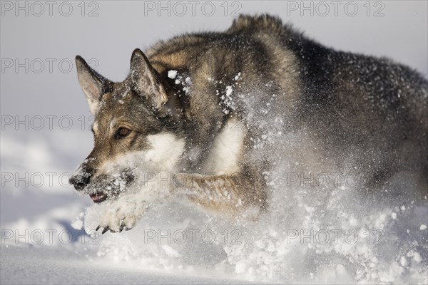 Shepherd dog mixed-breed running in deep snow